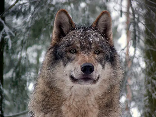 Grey Wolf