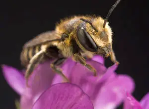 Alfalfa Leafcutting Bee