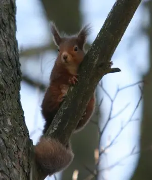 Red Squirrel