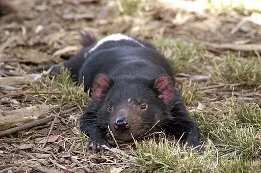 Tasmanian Devil Resting
