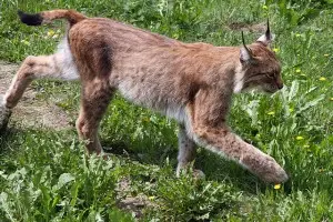 Eurasian Lynx