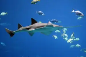 Sawfish