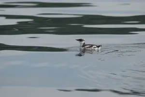 Marbled Murrelet Mug