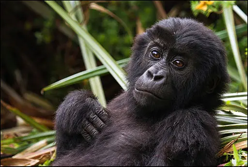 Eastern Lowland Gorilla Infant in Kahuzi Biega National Park