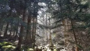 Black Forrest