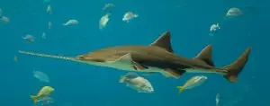 Sawfish