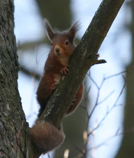 Red Squirrel