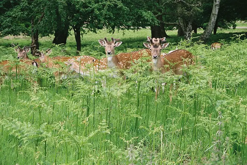 Deer