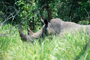 White Rhino