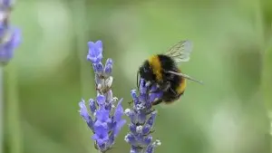 Bumble Bee on Lavender